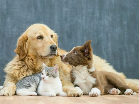 pet house sitting melbourne - pet sitting services in Melbourne.